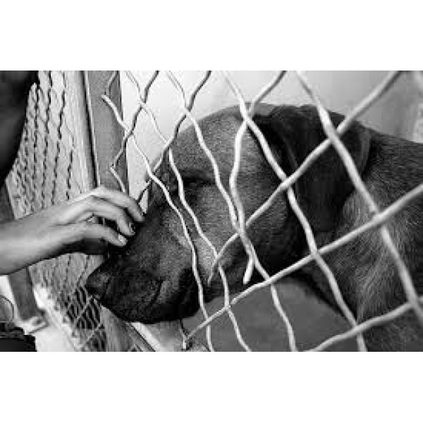 Animal Shelter of Love Dog Dewormer眾生緣流浪動物之家狗杜蟲藥 (粒)